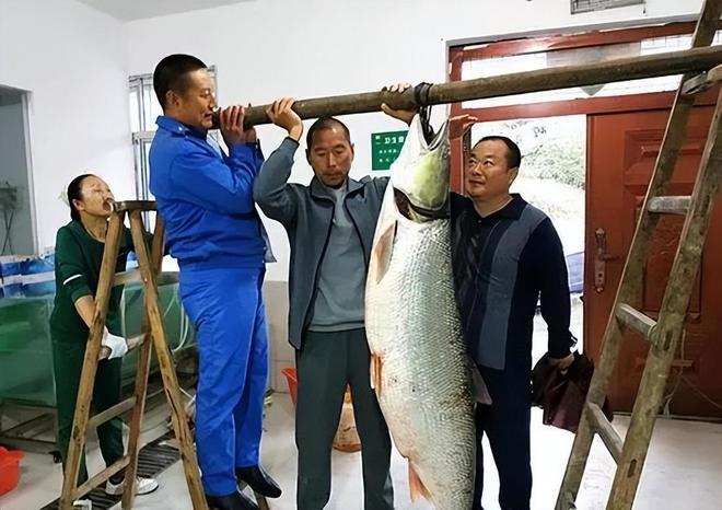 男子釣到56斤鳡魚繞城5小時炫耀