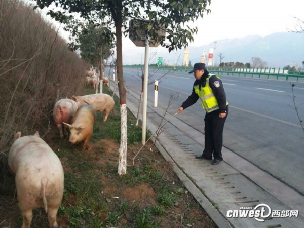 運豬車被撞側(cè)翻 二師兄馬路上撒歡